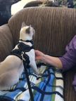 therapy cat visit two.jpg
