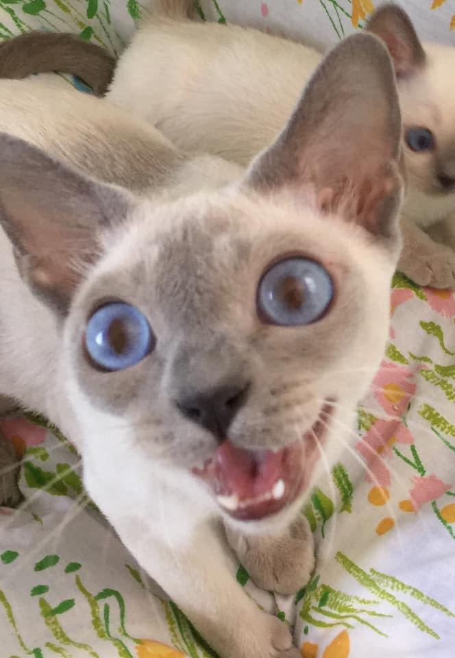 Nimbus (kitten) behind his mom, Katie