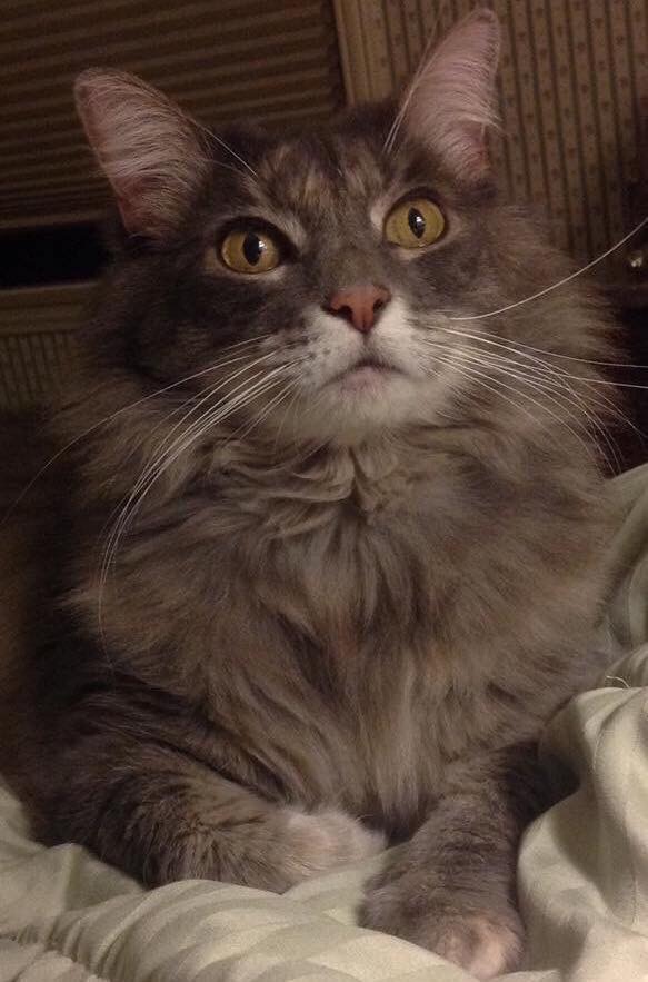 Penelope, one of Teri's two furbabies