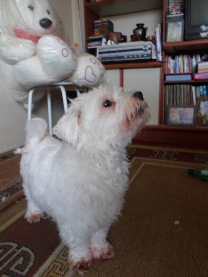 Beta's doggy, Bob