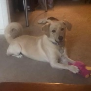 ziggy.jpg