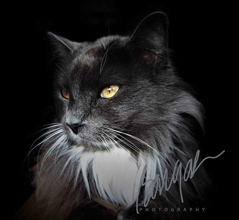 Jim's cat Barney