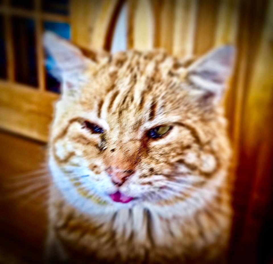 Joe's kitty Trooper