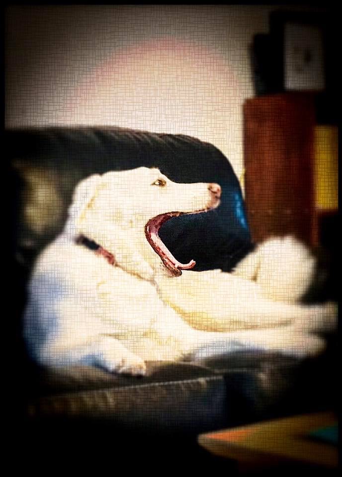 Joe's doggie Willowzilla