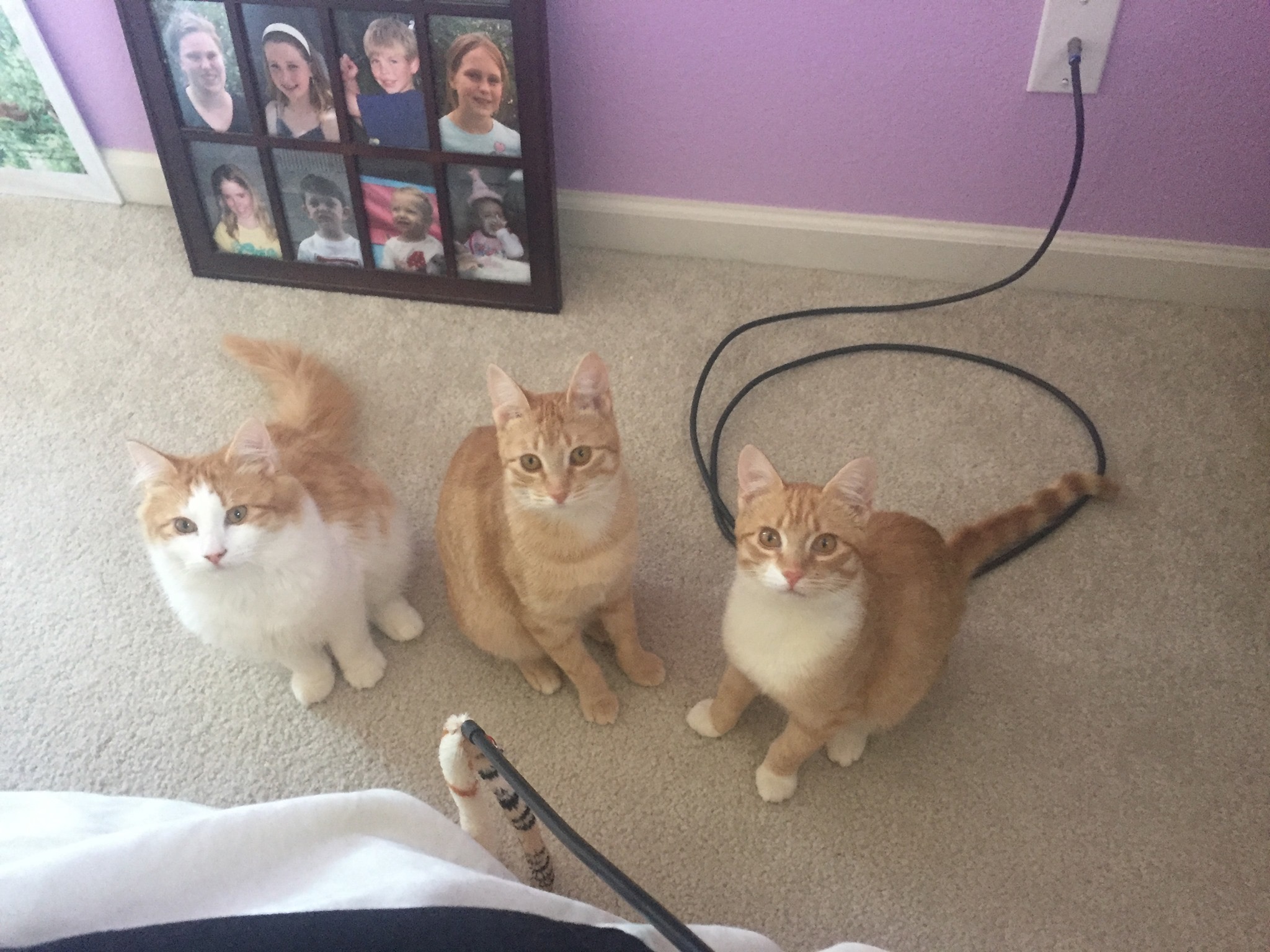 Kathy's red kitties