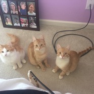 kathy gervais kitties.jpg