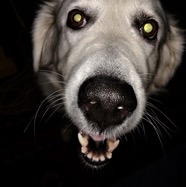 Leora's Dog in memoriam.jpg