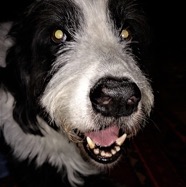 Leora's second dog in memoriam.jpg