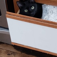 Barbaras cat.JPG
