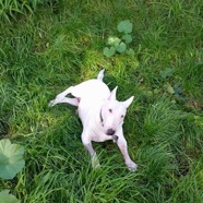 Cynthia's dog.JPG