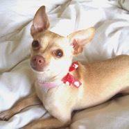 Chica Beautiful.JPG