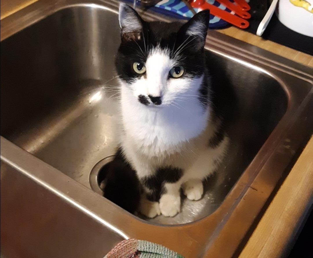 Gail's grandkitty Oreo