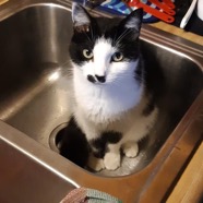 oreo gail.jpg