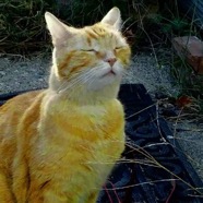 cheddar.jpg