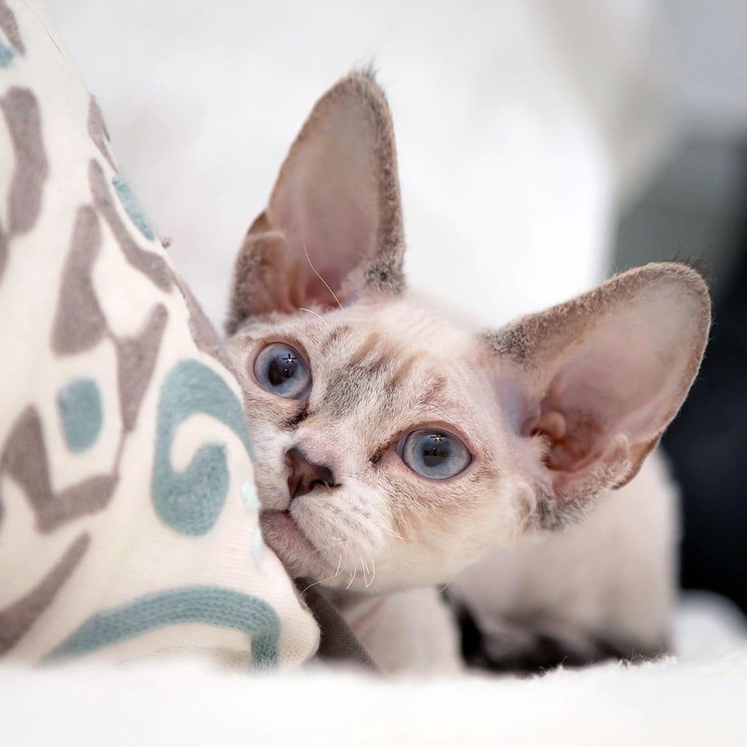 Abby's kitty Gibson, named for the famous guitar maker