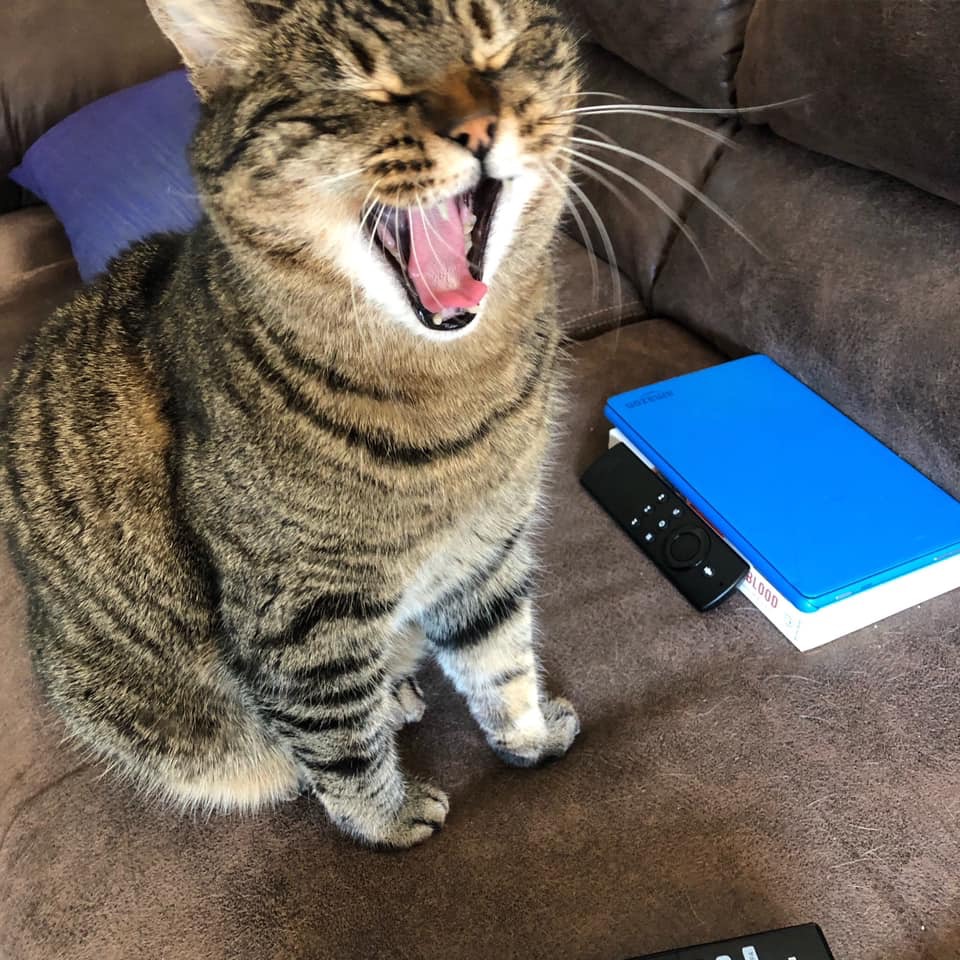 Debby's kitty Tiger