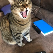 tiger.jpg
