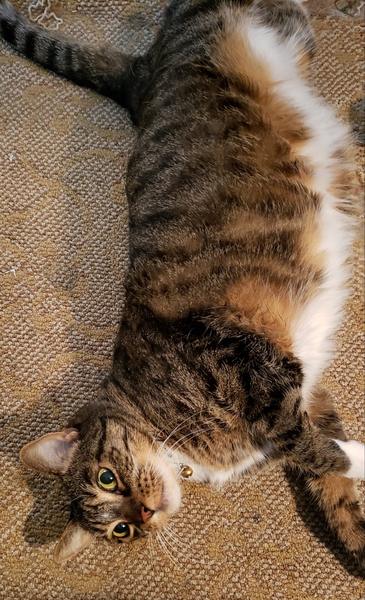 Patricia's kitty Ms. Isis.  Studio helper