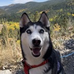 Lara the huskiy