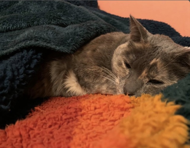 Kevin's kitty Nimue