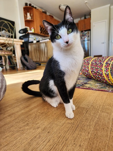 Judi's kitty Enzo 