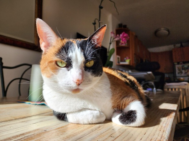 Judi's kitty Grappa