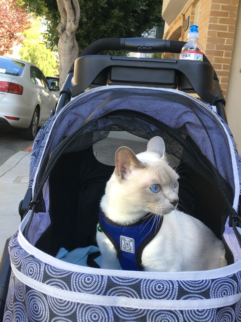 Strolling in the neighborhood